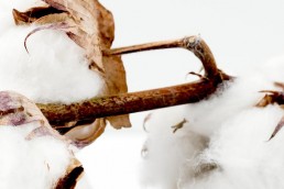 pourquoi utiliser du coton biologique ?